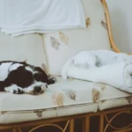 pet friendly furniture