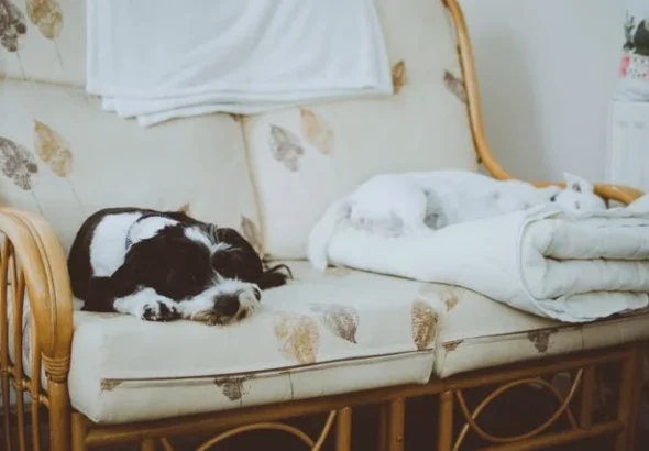 pet friendly furniture