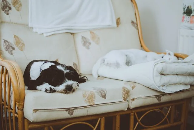 pet friendly furniture